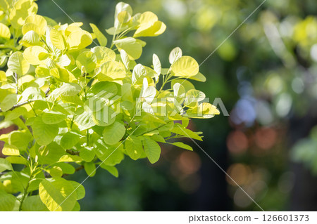 Newly grown yellow-green leaves 126601373