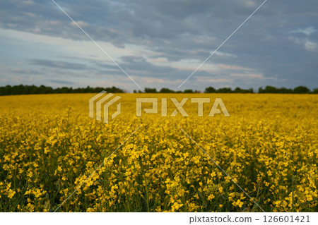 A blooming rapeseed field under a cloudy sky at sunset. An annual oilseed plant of the cabbage family, which is widely used in the food industry, agriculture, and biofuel production. 126601421