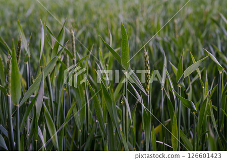 A field of green wheat at an early stage of growth in the spring season. Agriculture, agronomy, ecology, organic farming and environmental care. A field of green wheat at an early stage of growth in the spring season. Agriculture, agronomy, ecology, organic farming and environmental care. 126601423