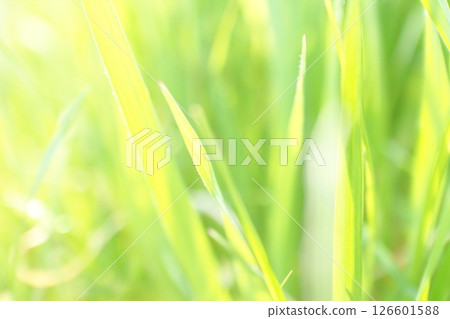 Young grass shining brightly in the sunlight Young grass shining brightly in the sunlight 126601588