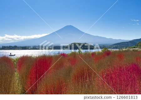 【山梨郡】河口湖大石公園和富士山盛開的藜蘆 126601813