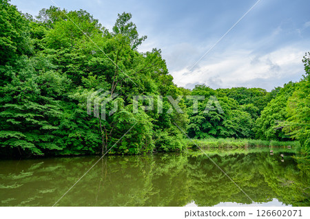 Green landscape with a pond 126602071