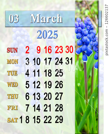 beautiful calendar for March 2025 with photo of muscari in early spring. beautiful calendar for March 2025 with photo of muscari in early spring. 126602137