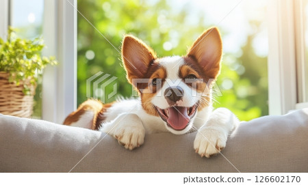 Adorable Corgi Peeking Through Window at Cozy Home Interior Adorable Corgi Peeking Through Window at Cozy Home Interior 126602170