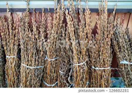 收穫後的芝麻 126602281