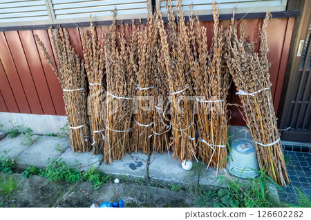 收穫後的芝麻 126602282