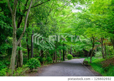 Road wrapped in fresh green Road wrapped in fresh green 126602692