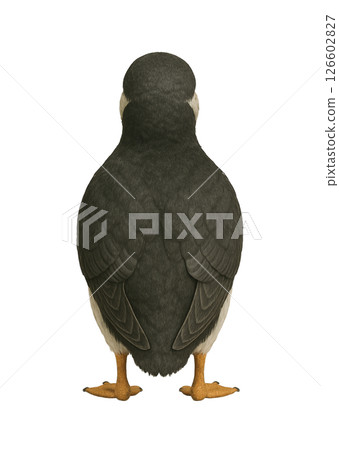 Puffin from behind Puffin from behind 126602827