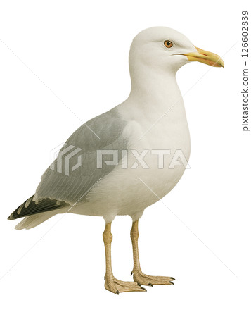 側身的海鷗 126602839
