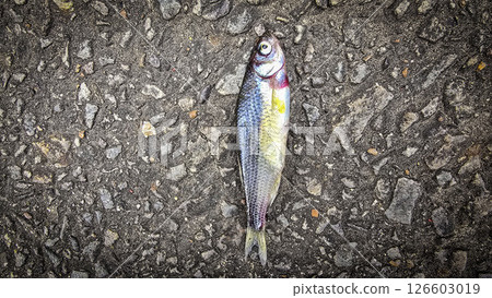 Single Fish Lying on a Textured Asphalt Surface, showcasing its scales, Ideal for concepts like nature, urban, impact, and aquatic themes 126603019
