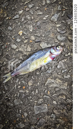 Single Fish Lying on a Textured Asphalt Surface, showcasing its scales, Ideal for concepts like nature, urban, impact, and aquatic themes 126603020