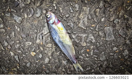 Single Fish Lying on a Textured Asphalt Surface, showcasing its scales, Ideal for concepts like nature, urban, impact, and aquatic themes 126603021