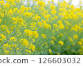 傳播油菜田 126603032