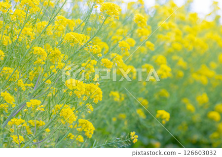 傳播油菜田 傳播油菜田 126603032
