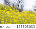閃耀在春天藍天的油菜花 126603033