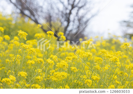 閃耀在春天藍天的油菜花 閃耀在春天藍天的油菜花 126603033