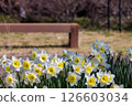 有水仙花和長椅的風景 126603034