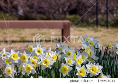 有水仙花和長椅的風景 有水仙花和長椅的風景 126603034