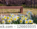 春天的公園和長凳上盛開的水仙花和白花 126603035