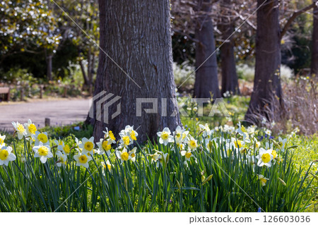 Yellow daffodil flowers blooming at the base of a tree in a park in spring Yellow daffodil flowers blooming at the base of a tree in a park in spring 126603036