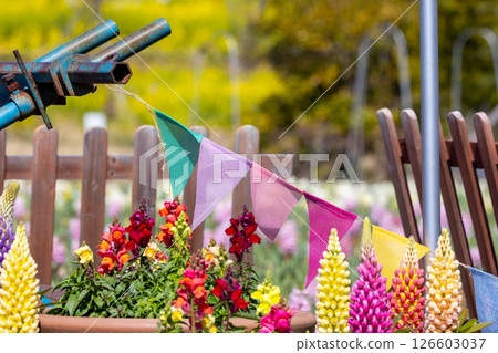 春天花壇裡的花朵 126603037
