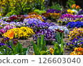 五顏六色的蝴蝶花花 126603040