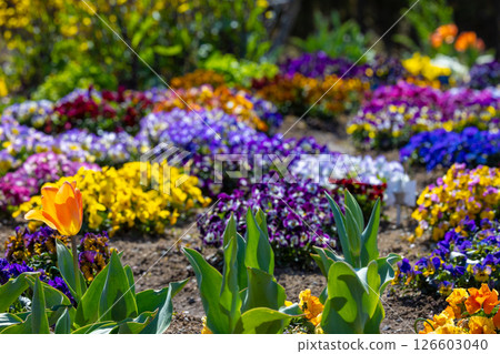 五顏六色的蝴蝶花花 五顏六色的蝴蝶花花 126603040