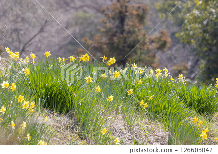 春天河岸上盛開的水仙花 春天河岸上盛開的水仙花 126603042