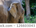 大象的耳朵和眼睛 126603043