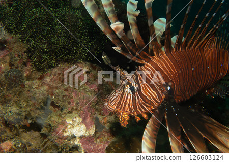 Red lionfish - one of the dangerous coral reef fish. Beautiful and dangerous animals. Red lionfish - one of the dangerous coral reef fish. Beautiful and dangerous animals. 126603124