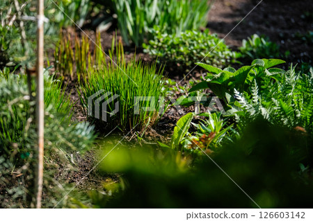 A vibrant, well-maintained ornamental Lush Flower Garden with Decorative Rock and Mulch. Ideal image for themes related to landscaping, gardening, backyard design, and nature aesthetics. 126603142