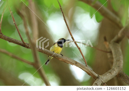 bird is looking for prey in a tree., Acridotheres grandis 126603152