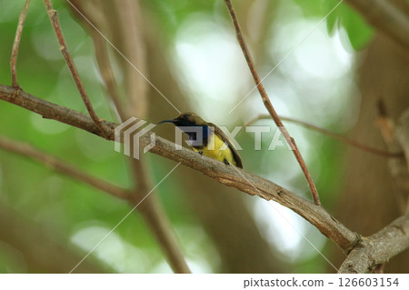 bird is looking for prey in a tree., Acridotheres grandis bird is looking for prey in a tree., Acridotheres grandis 126603154