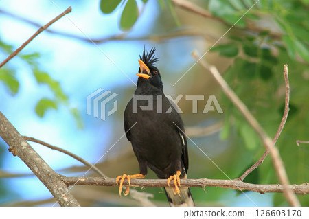 bird is looking for prey in a tree., Acridotheres grandis 126603170