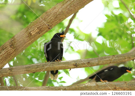 bird is looking for prey in a tree., Acridotheres grandis 126603191