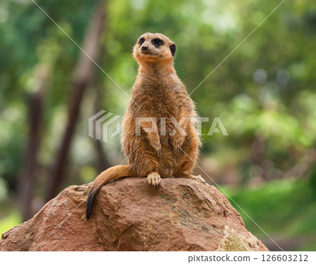 The meerkat or suricate is a small mongoose The meerkat or suricate is a small mongoose 126603212