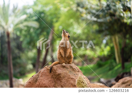 The meerkat or suricate is a small mongoose The meerkat or suricate is a small mongoose 126603216