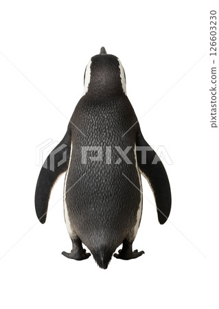 Humboldt penguin dorsal specimen 126603230