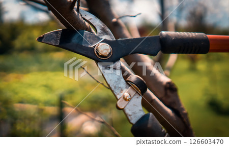 A gardener is cutting tree branches with a big pruner 126603470