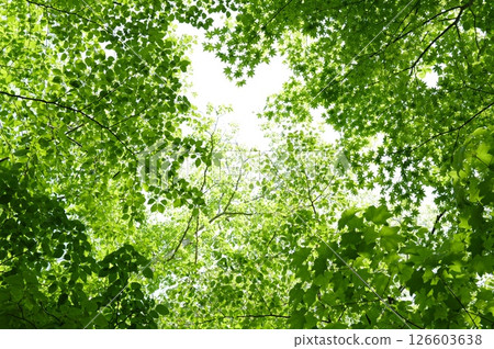 抬頭看著新鮮的綠樹 抬頭看著新鮮的綠樹 126603638