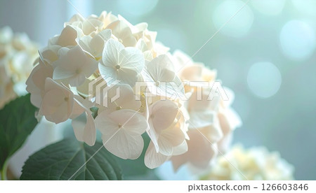 Close-up of vibrant white hydrangeas 4 126603846