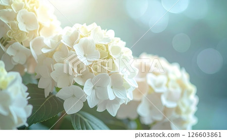 Close-up of a vibrant white hydrangea 3 126603861