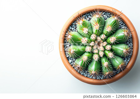 Minimalist aesthetic. For home decor.  Potted cactus with spines on a white background. Top view. 126603864