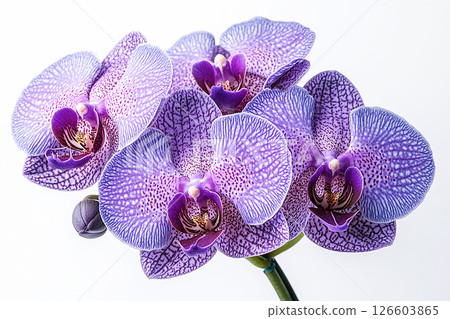 Minimalist aesthetic. Orchid with vibrant purple flowers on a white background. Houseplant in pot. Close-up. Minimalist aesthetic. Orchid with vibrant purple flowers on a white background. Houseplant in pot. Close-up. 126603865