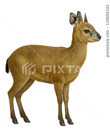 Crested Gesell 126604182