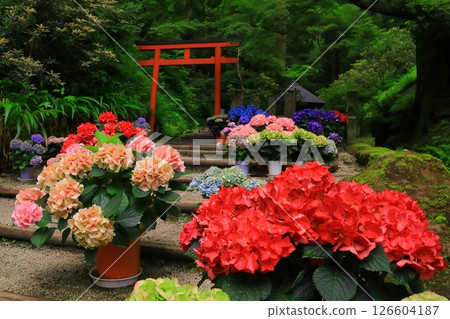 岡寺院內盛開的繡球花(奈良縣明日香村) 岡寺院內盛開的繡球花(奈良縣明日香村) 126604187