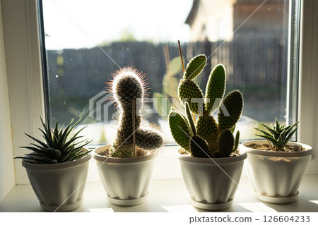 Beautiful Indoor Succulent Plants on a Window Sill Bathed in Warm Sunlights Glow 126604233