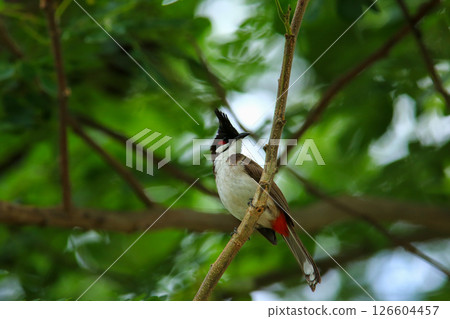 bird is looking for prey on a tree branch bird is looking for prey on a tree branch 126604457