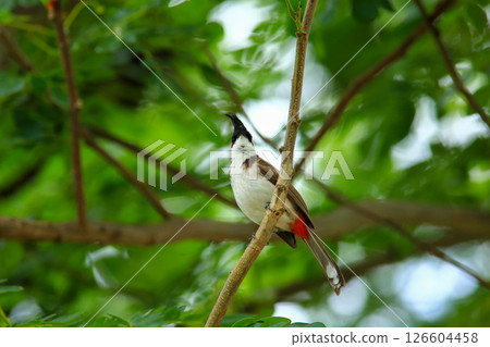 bird is looking for prey on a tree branch bird is looking for prey on a tree branch 126604458