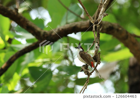 bird is looking for prey on a tree branch bird is looking for prey on a tree branch 126604463